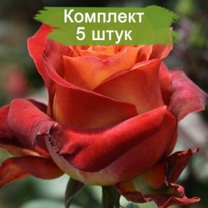 Комплект 5шт / Роза Кофе Брейк(чайно-гибридная)