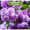 Комплект 5шт / Сеянец Сирень обыкновенная Сенсация (50 - 70 см.)