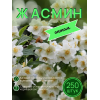Жасмин / саженцы оптом 250 шт